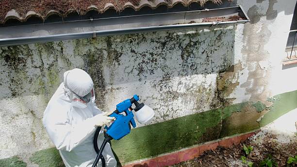 Top rated local Mold Remediation specialists in Parrish, FL